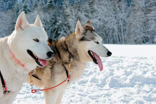 Chiens de traineaux activités haute savoie la chapelle d'abondance les cornettes