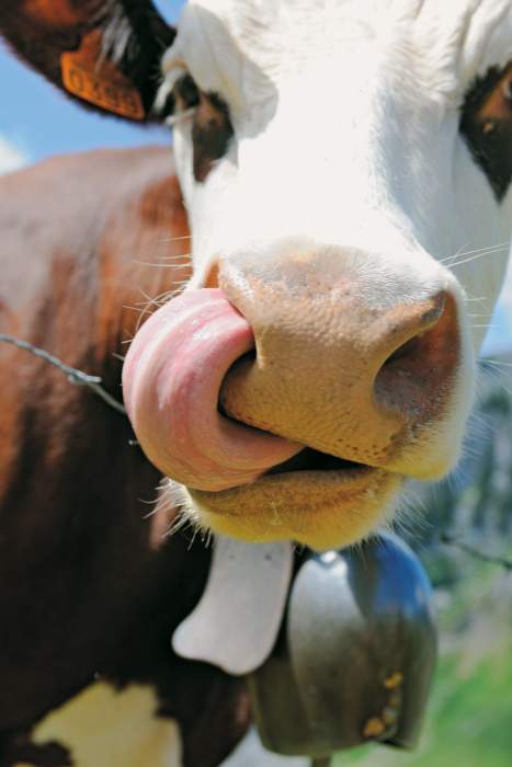 summer abondance valley chatel la chapelle d’abondance les cornettes walks cow hotel spa